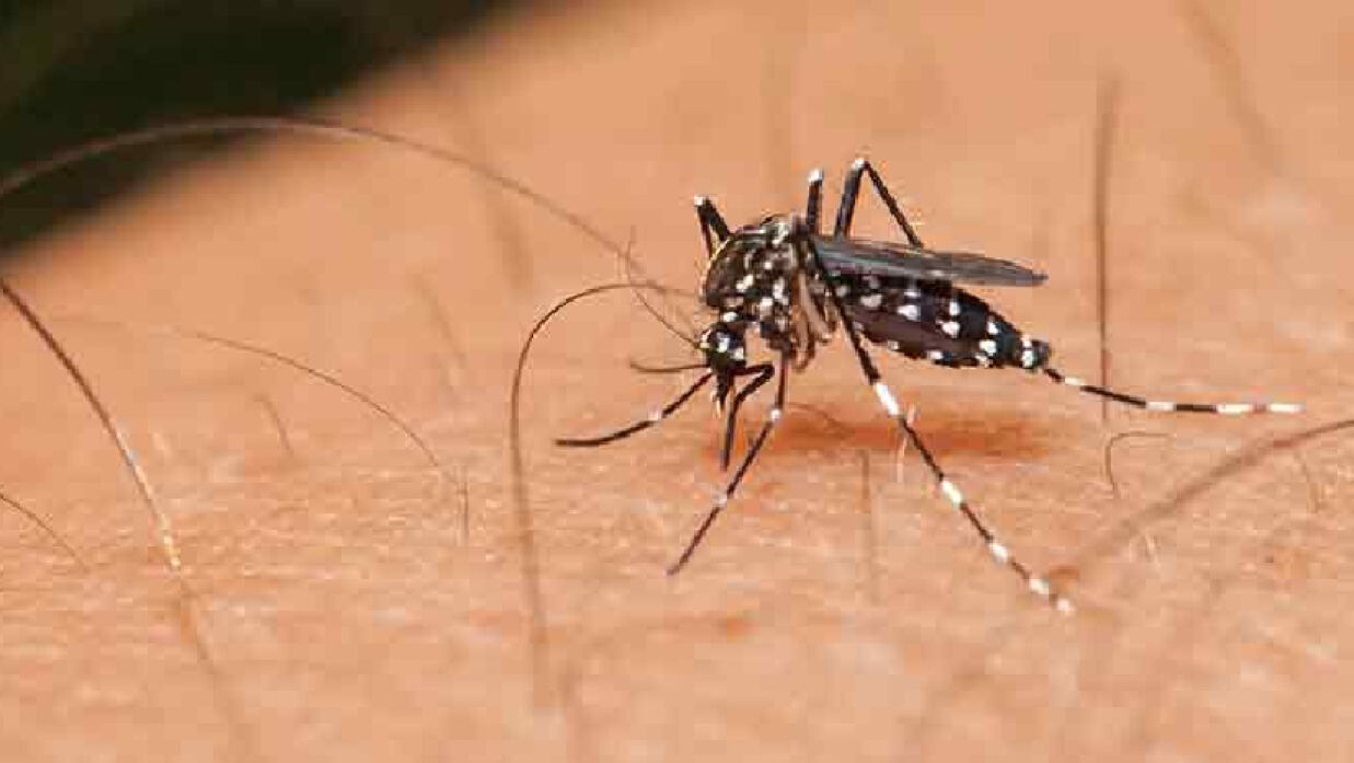 এডিস মশা