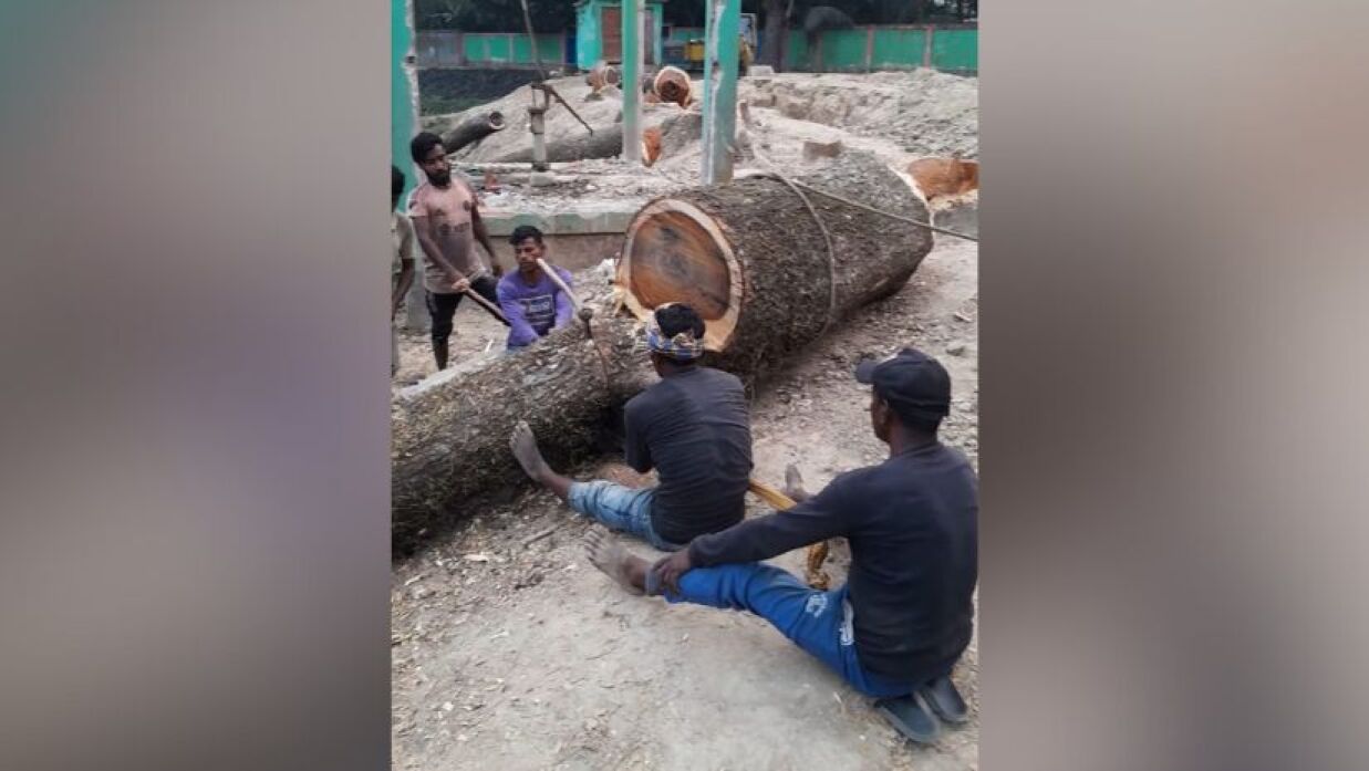 স্কুলের গাছ কেটে নেওয়ার অভিযোগ বিএনপি সভাপতির বিরুদ্ধে
