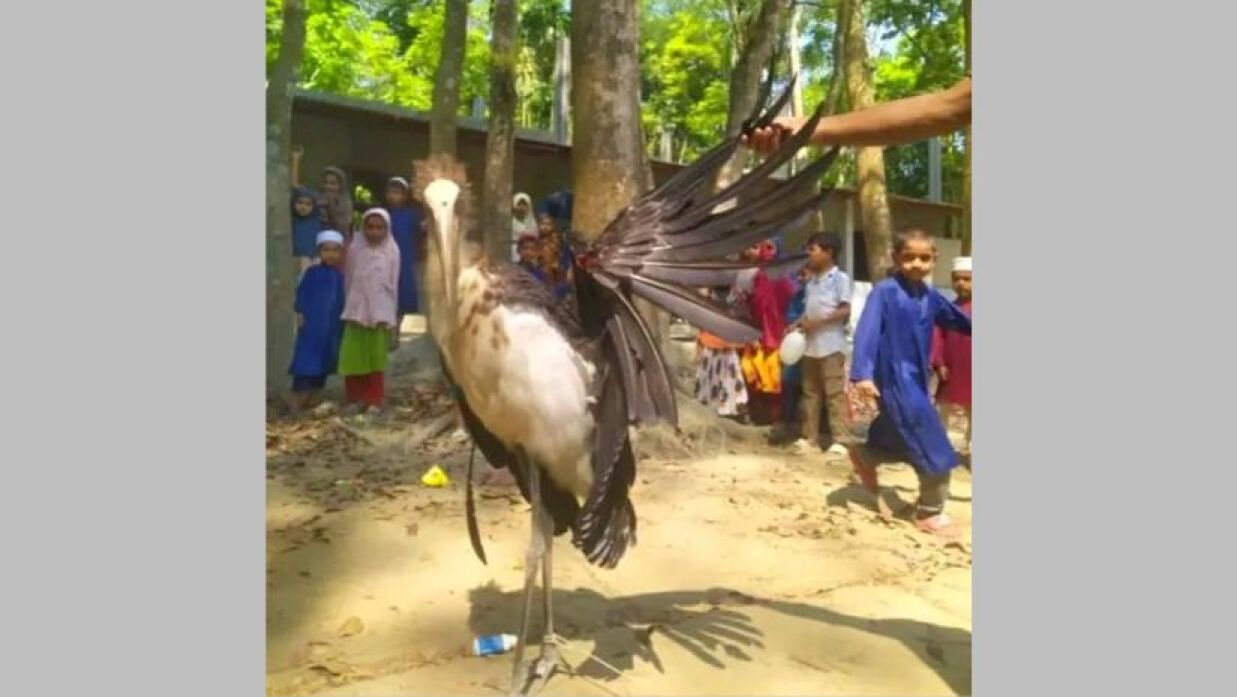 আশ্রয় নিতে আসা মদনটাক পাখি জবাই করে মাংস ভাগাভাগি, নেতৃত্বে ইউপি সদস্য
