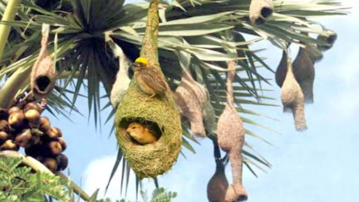বাবুই পাখির বাসা