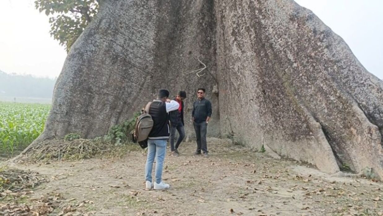 কুড়িগ্রামে একটি বিশালাকারের শিমুল গাছ 