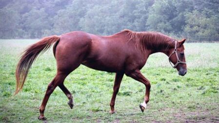 গাজীপুরে ঘোড়া জবাই ও মাংস বিক্রি নিষিদ্ধ