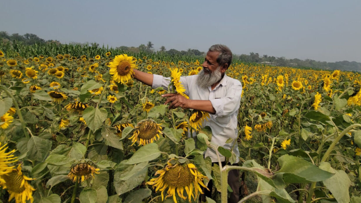  সূর্যমুখীর ক্ষেত্র