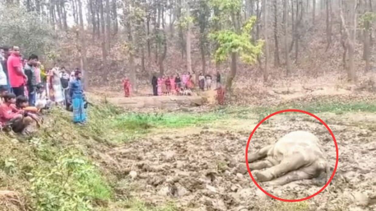 মৃত হাতিটিকে দেখতে ভিড় করেছেন স্থানীয়রা