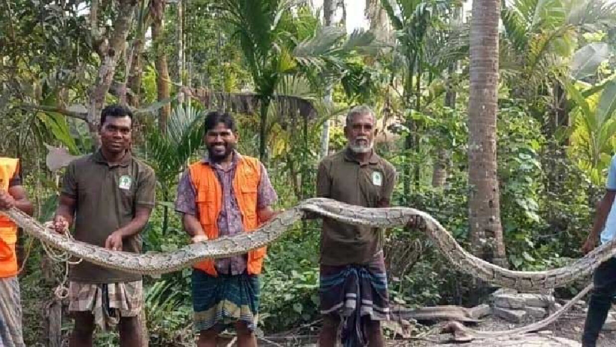 উদ্ধার করা অজগর সাপ
