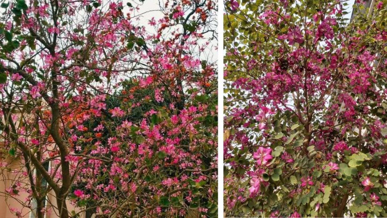 রাবি ক্যাম্পাসে গাছে ফুটে থাকা অর্কিড কাঞ্চন