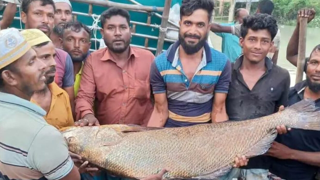পাথরঘাটা বিএফডিসি মৎস্য অবতরণ কেন্দ্রে মাছটি বিক্রির জন্য তোলা হয়