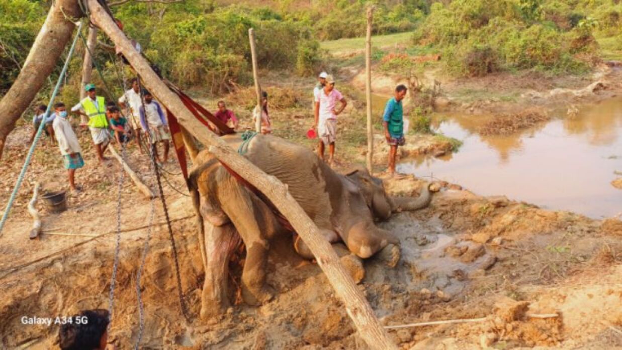 জলদি বন্যপ্রাণী অভয়ারণ্যে ঝিরির কাদায় আটকে পড়ে মৃত্যু হয় হাতিটির