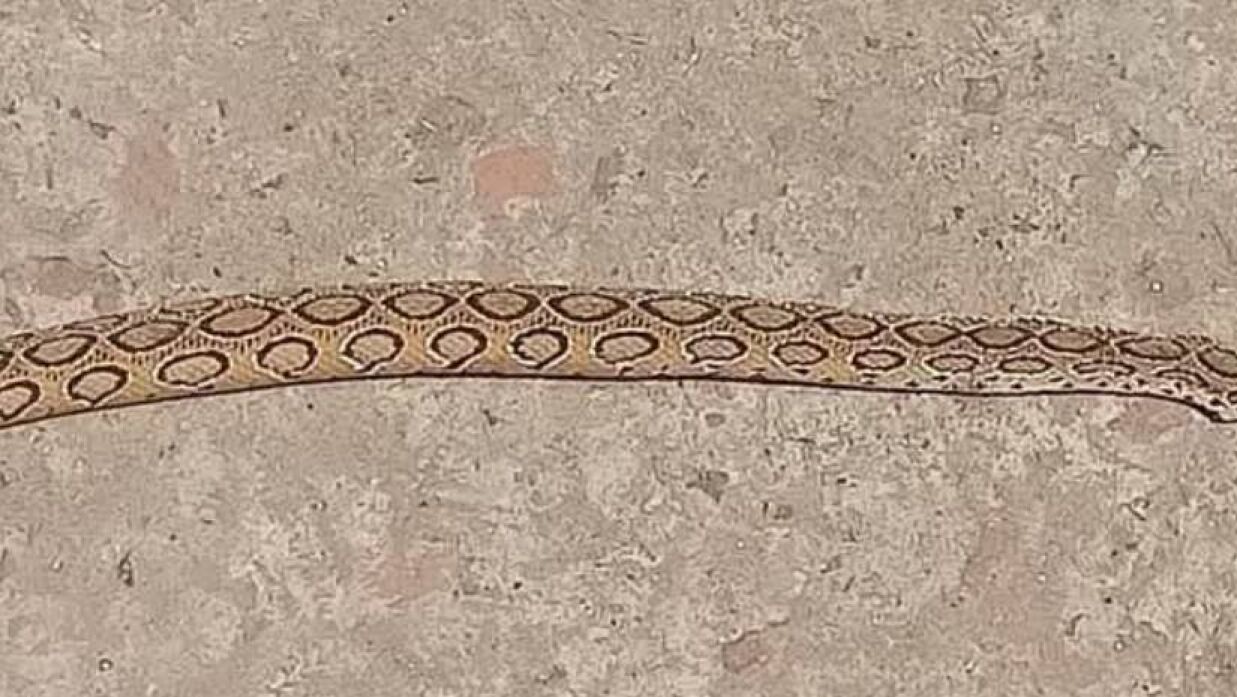 এই সাপটি শিশুটিকে কামড় দেয়