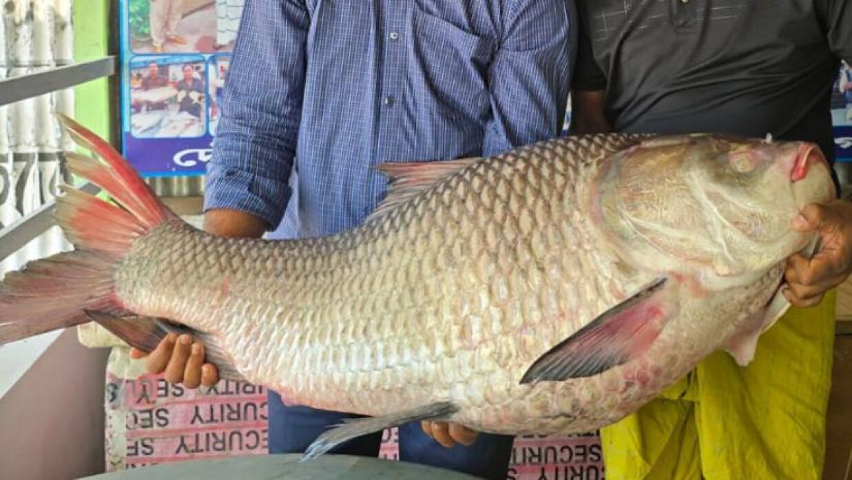 এই কাতলা মাছটি ৬০ হাজার টাকায় বিক্রি হয়েছে