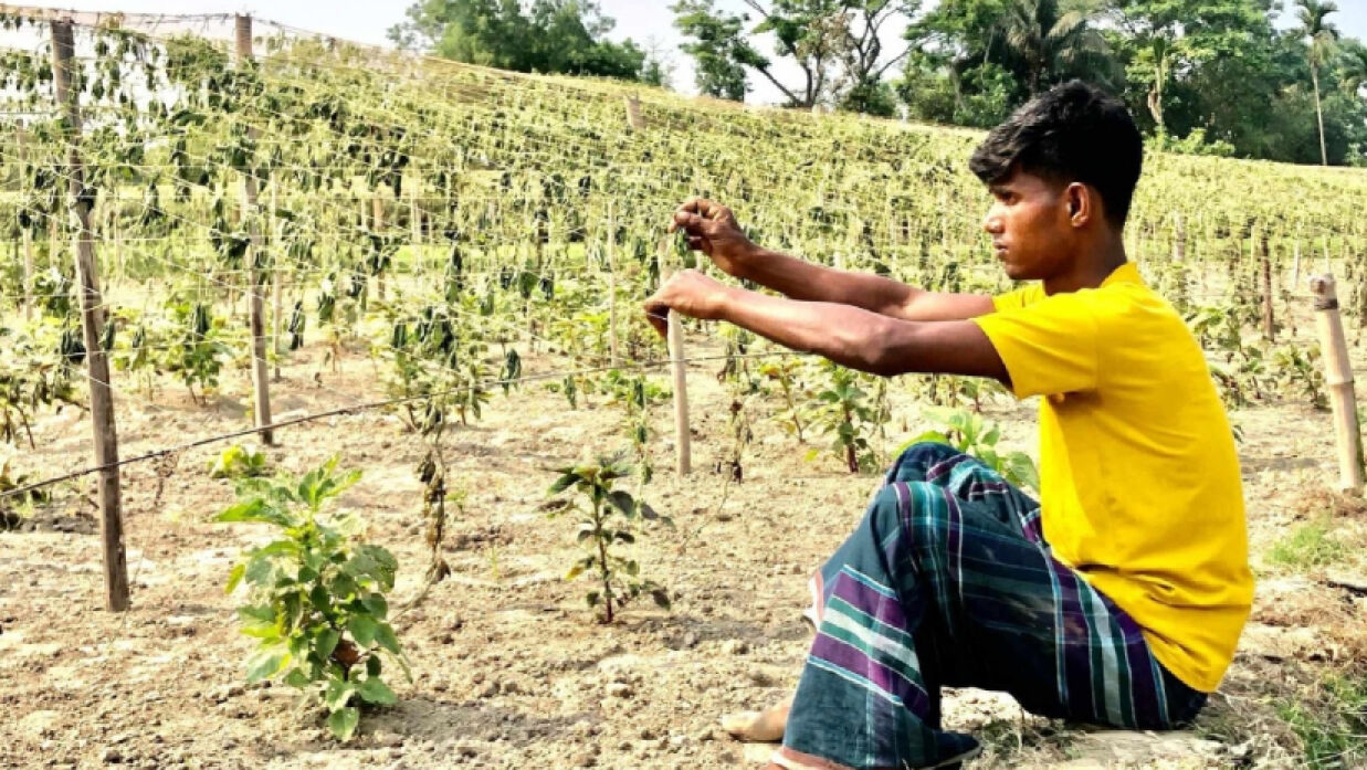 করলা ও চিচিঙ্গা ক্ষেতে কাজ করছেন কৃষক আঞ্জু মিয়া