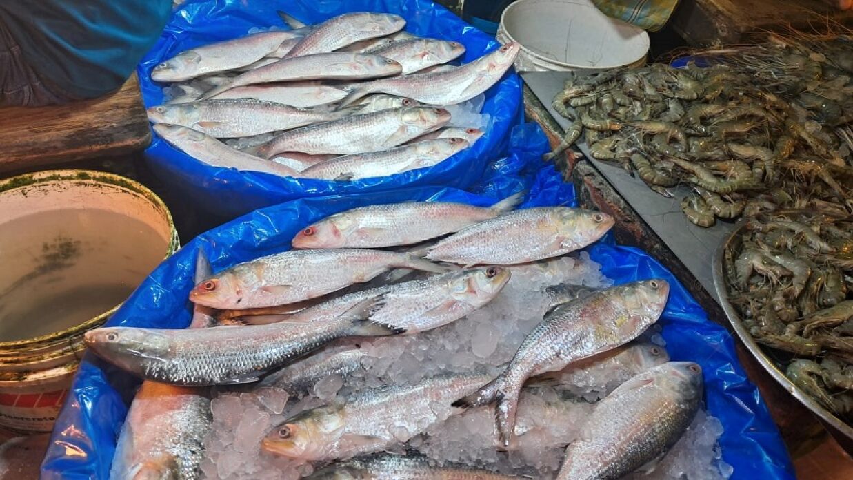 রাজধানীর হাতিরপুল বাজারে বিক্রির জন্য রাখা ইলিশ মাছ