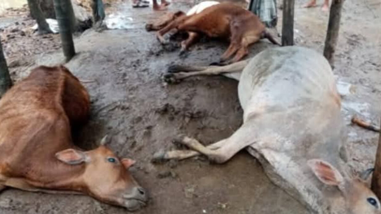 বজ্রপাতে মারা যাওয়া গরু