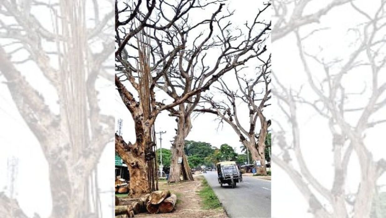 নাভারনের ব্যস্ত মহাসড়কের দু’পাশে দাঁড়িয়ে শতবর্ষী মরা গাছ