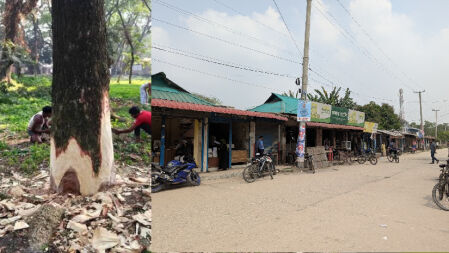 বাকৃবিতে গাছ কেটে দোকান স্থানান্তরের পরিকল্পনায় পরিবর্তন, প্রশাসনের সিদ্ধান্তে প্রশ্ন