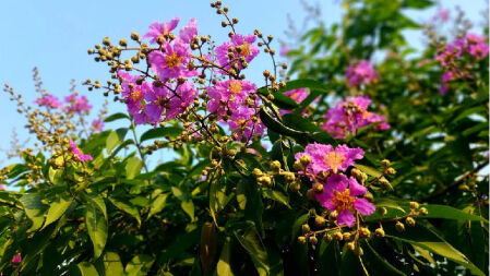 গ্রীষ্মের রুক্ষ প্রকৃতিতে ববি ক্যাম্পাসে জারুলের প্রেমপত্র 