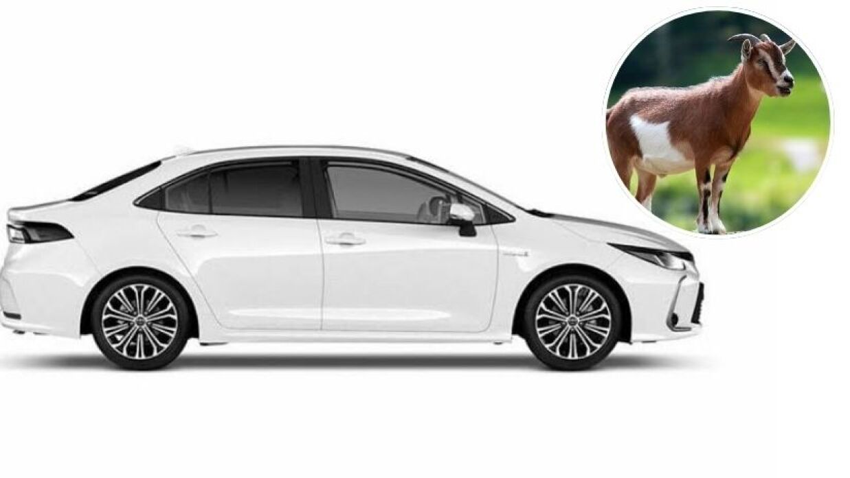 জামালপুরের ইসলামপুরে প্রাইভেটকারে করে ছাগল চুরির ঘটনা ঘটেছে