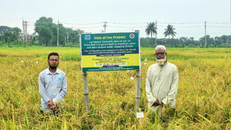 বোরো মৌসুমে নাইজারশাইল চাষে অধিক লাভের সম্ভাবনা