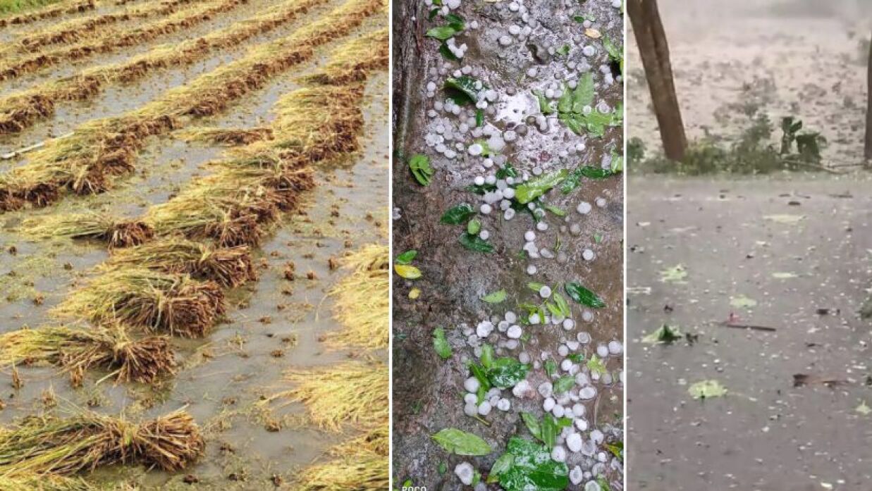 কেটে রাখা ধান পানিতে ডুবে আছে ও শিলাবৃষ্টি