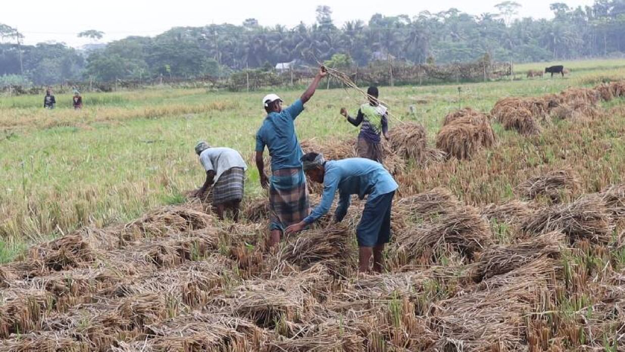 শ্রমিক সংকটে পাকা ধান ঘরে তুলতে পারছেন না কৃষকেরা