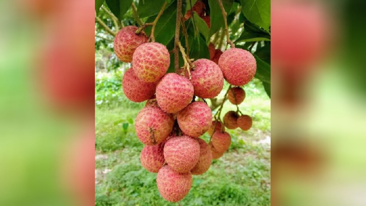 বেদানা লিচু