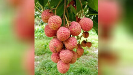 জিআই স্বীকৃতি পেল দিনাজপুরের বেদানা লিচু