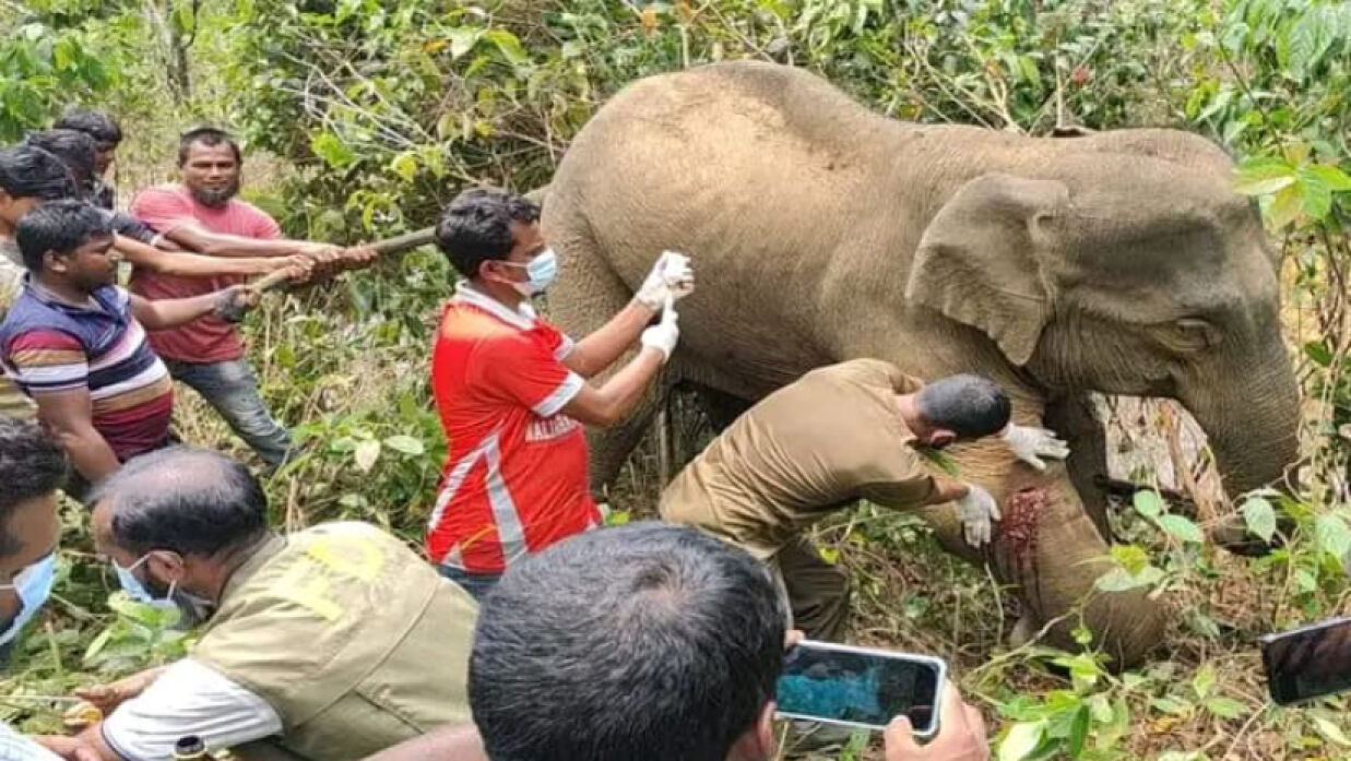 অসুস্থ বন্যহাতিকে চিকিৎসা দিচ্ছেন চিকিৎসকরা