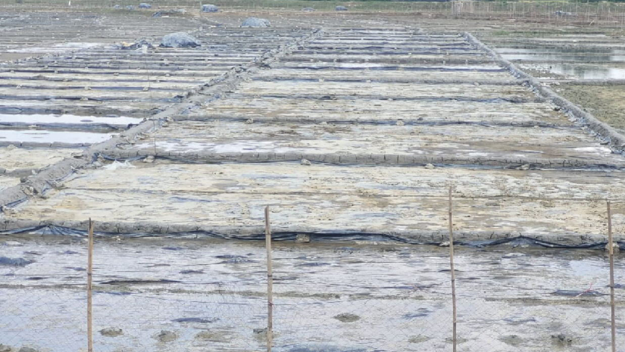 লবণ চাষের জমি