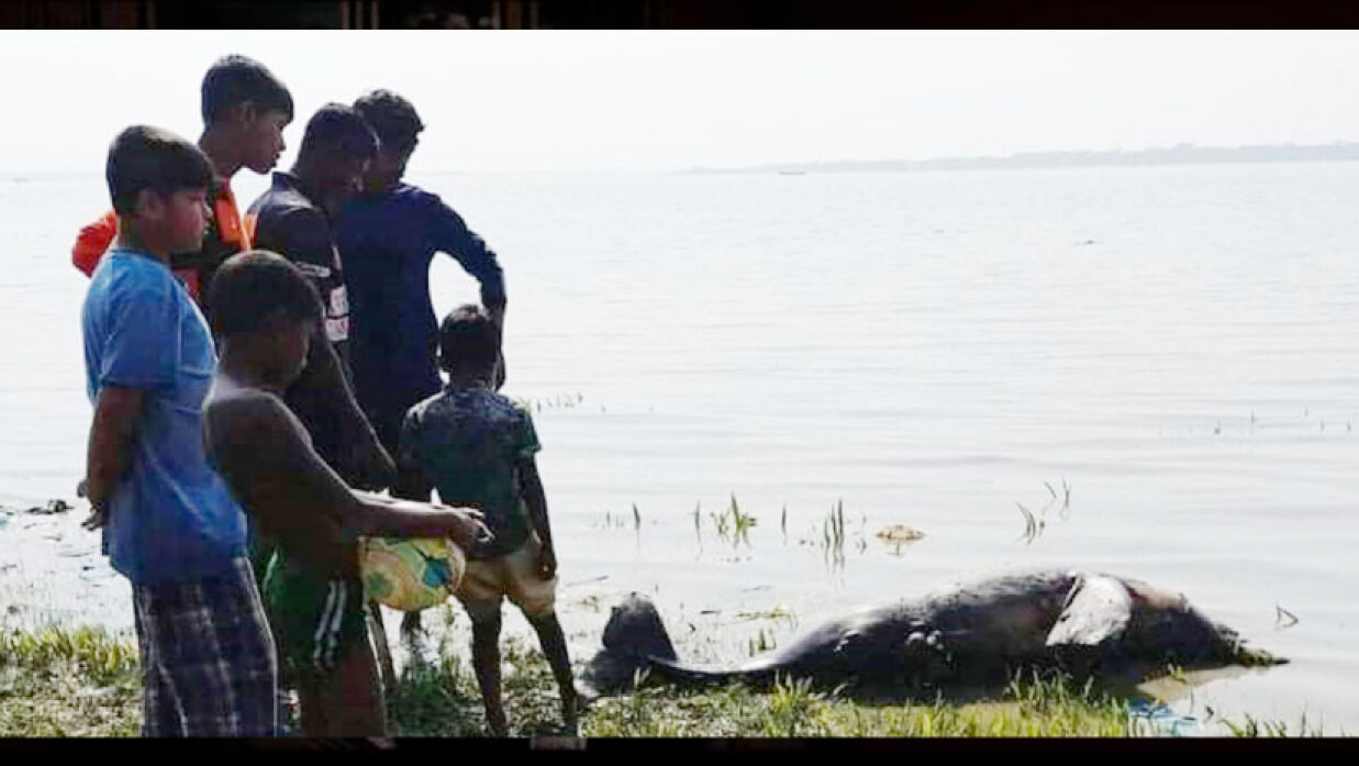 ভেসে ওঠা মৃত ডলফিন