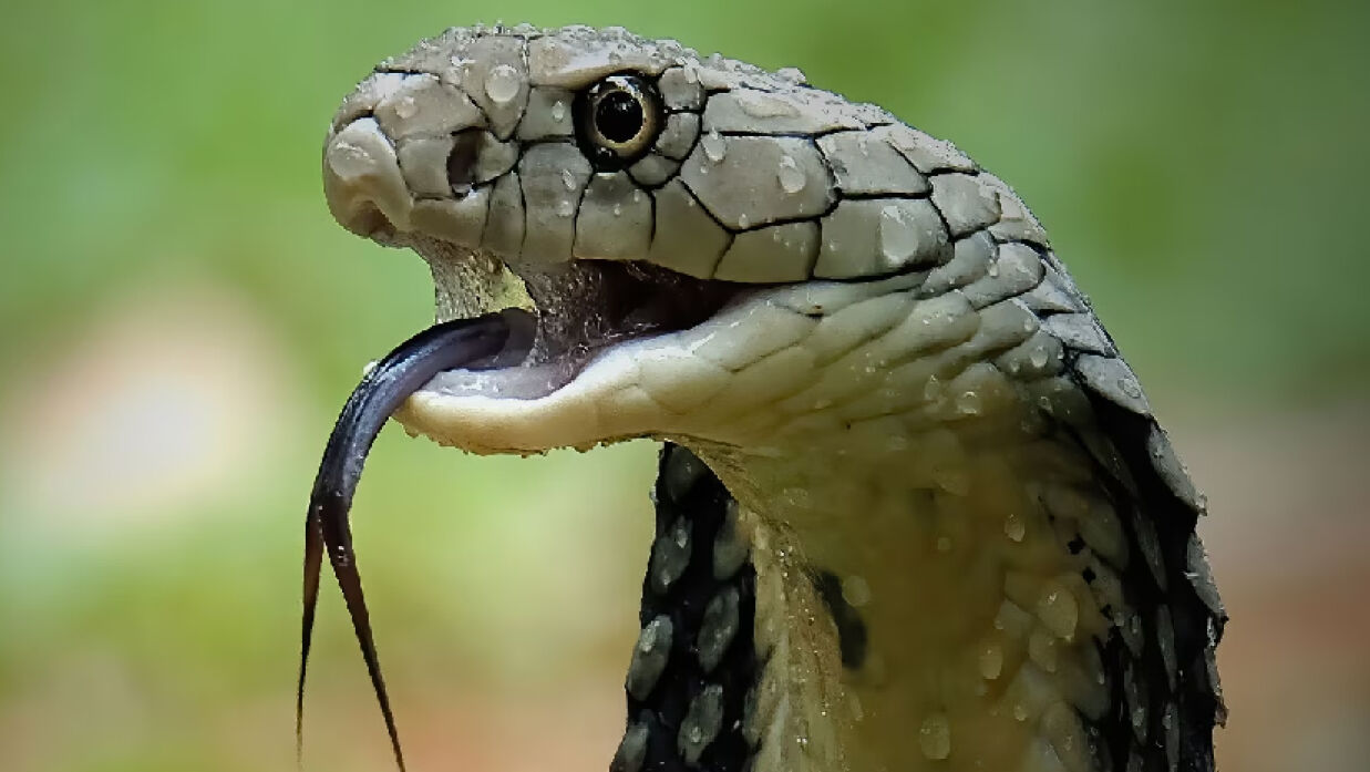 পৃথিবীতে শত শত বিষধর প্রজাতির সাপ আছে