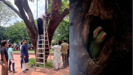 টিয়া পাখির বাচ্চাদের নিরাপদ আশ্রয়ে ঢাবির গাছে কাঁটাতারের বেষ্টনী