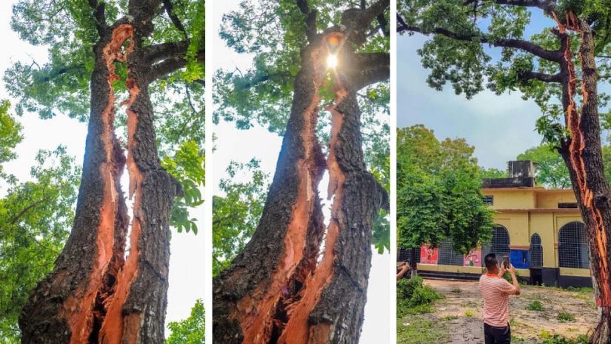 বজ্রপাতে দ্বিখণ্ডিত মেহগনিগাছ