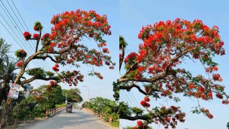ফরিদপুরে কৃষ্ণচূড়ার রঙে সেজেছে সড়ক